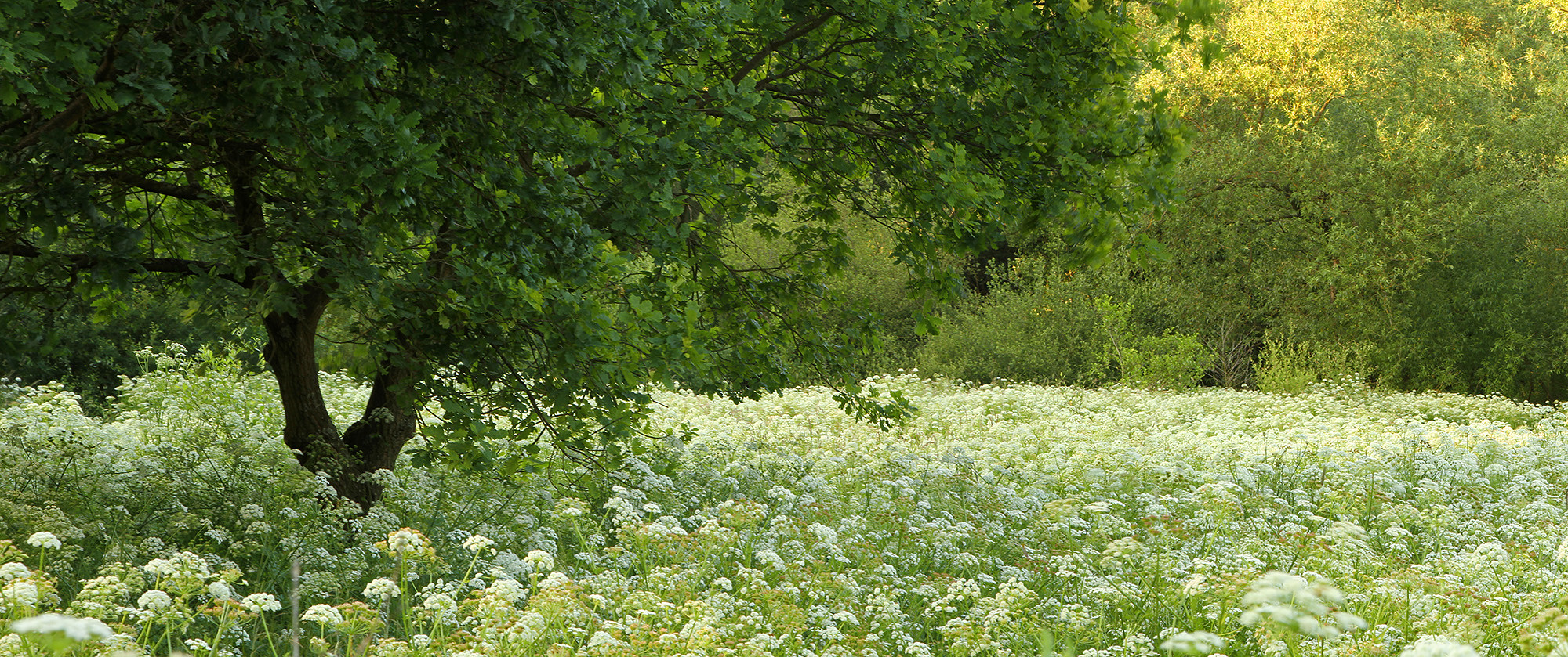 Flower field